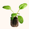 Asian Green