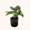 Basil