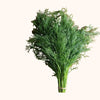 Herb